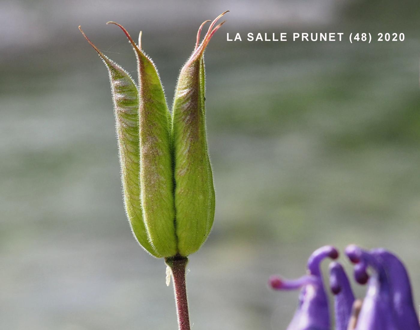 Columbine fruit